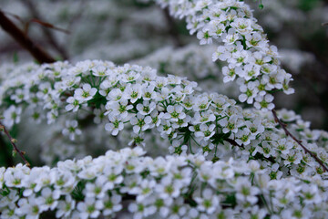 The onset of spring is always a wonderful moment in nature! The first flowers delight the eye and adorn nature after a long winter.