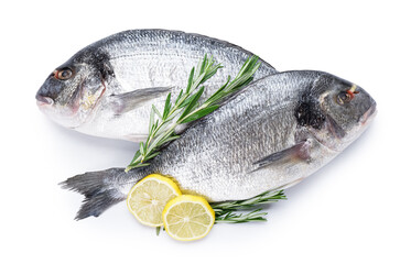 Raw dorado fishes on white background