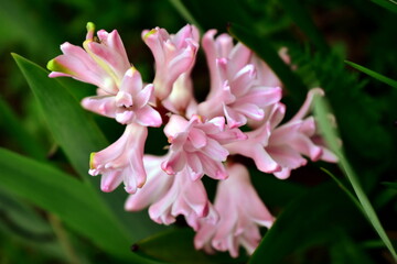 pink crocus flower in the garden