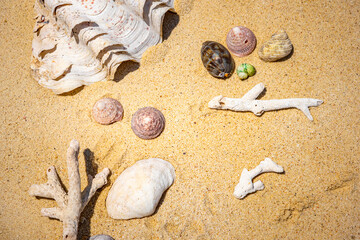 Fototapeta na wymiar Shells of many types and sizes are found on our shelling beaches. at the sunset and warm tone. 