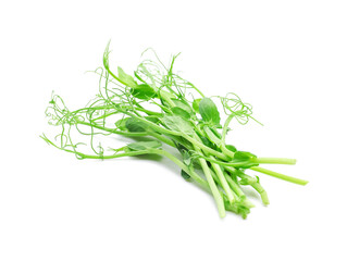 Fresh micro green on white background