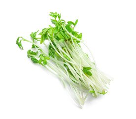 Fresh micro green on white background