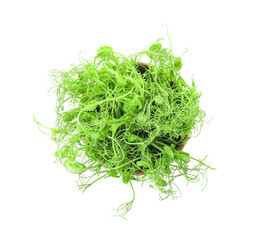 Fresh micro green on white background