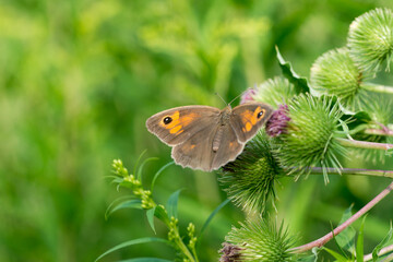 meadow brown butterfly, Maniola jurtina on burdock flowers selective focus