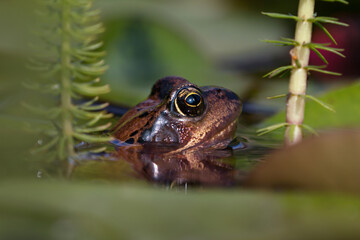 Side view of a large european common brown frogs head in a pond