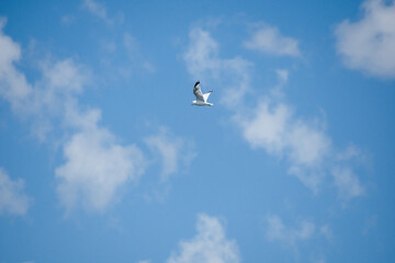 Fototapeta premium Gull flying in the blue sky on a sunny day