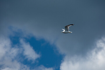 Gull flying in the blue sky on a sunny day