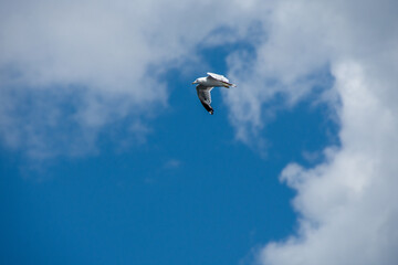 Gull flying in the blue sky on a sunny day