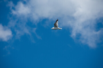 Gull flying in the blue sky on a sunny day