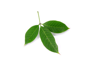 Rubber tree leaf isolated on white background. Para rubber tree (Hevea brasiliensis), also known as...