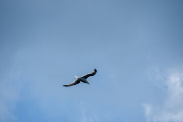 Gull flying in the blue sky on a sunny day