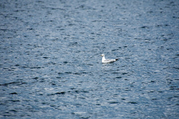 Gull swimming on a natural lake in july