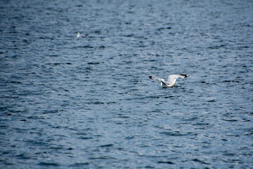Gull swimming on a natural lake in july