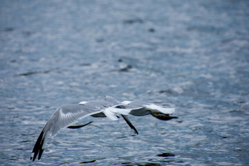 Gull flying over the water on a lke on a sunny day