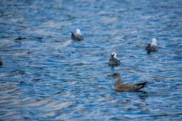 Gull flying over the water on a lke on a sunny day