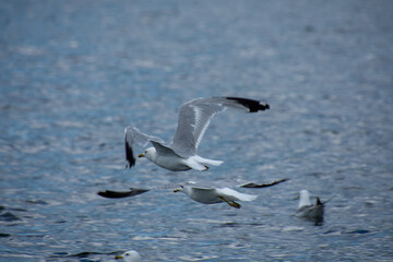 Gull flying over the water on a lke on a sunny day