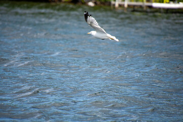 Gull flying over the water on a lke on a sunny day