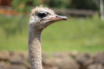 beautiful ostrich fast bird and big wild black feathers safari zoo - obrazy, fototapety, plakaty