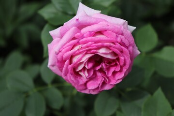 Beautiful roses blooming in the garden
