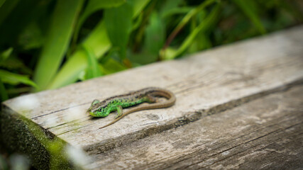 Small green lizard on a wooden surface