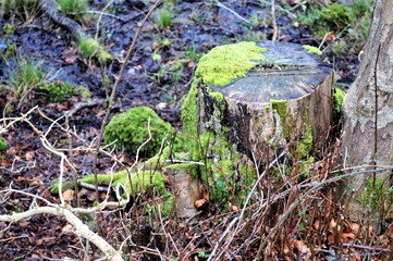 Naturaleza entre arboles
