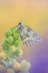 Beautiful nature scene with butterfly Marbled white (Melanargia galathea). Macro shot of butterfly...