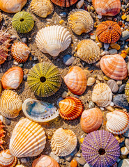 collection of colorful sea urchins and various shells under direct sun light on wet sand beach, natural pattern background