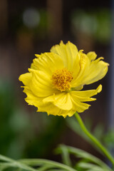 Yellow cosmos flower soft focus with some sharp and blurred background. Yellow flowers blooming beautifully in the garden with sot blur background.