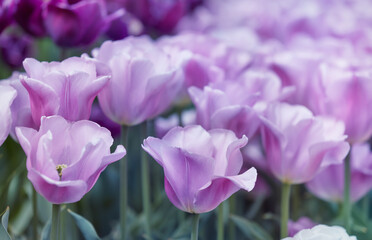 Pink Tulips. Close up. Selective and soft focus. 