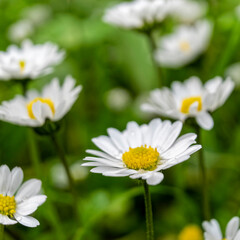 chamomile flower closeup in the field, blurred background