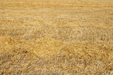 Textura o fondo de campo de trigo cosechado