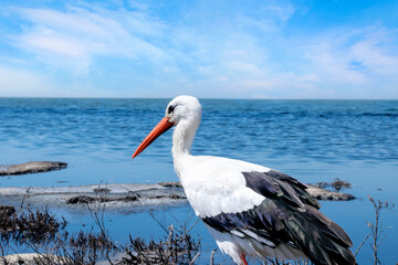 White stork on a lake in a natural habitat.