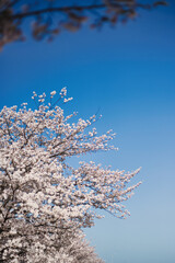桜と光と空