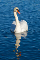 White  swan on the water