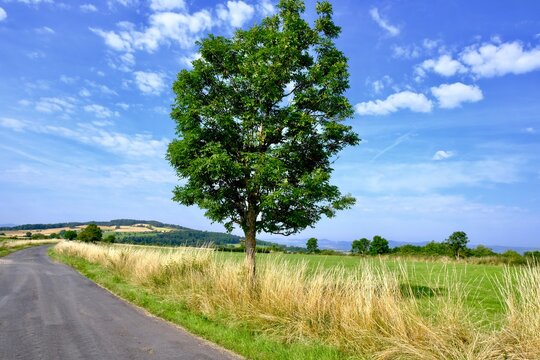 arbre vue sur la campagne sur la route de saint paulien haute-loire france