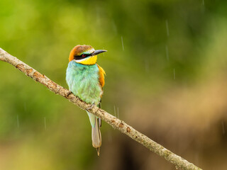 Beautiful nature scene with European bee-eater (Merops apiaster). Wildlife shot of European bee-eater (Merops apiaster) on branch. European bee-eater (Merops apiaster) in the nature habitat.