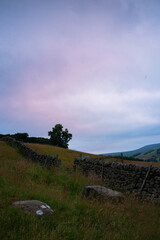 a close up of a lush green field with a pastel sunrise