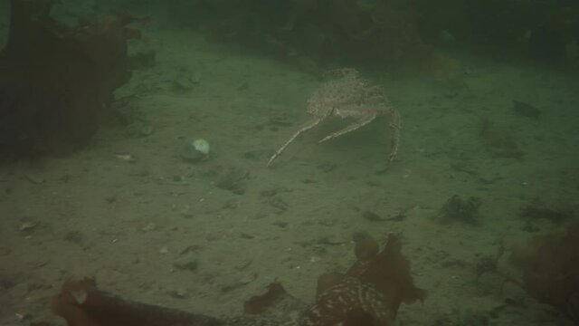 Kamchatka crab Paralithodes camtschaticus in the Barents Sea close-up.