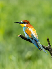 Beautiful nature scene with European bee-eater (Merops apiaster). Wildlife shot of European bee-eater (Merops apiaster) on branch. European bee-eater (Merops apiaster) in the nature habitat.