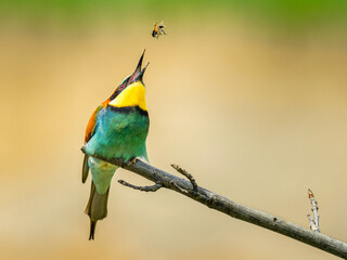 Obraz premium Beautiful nature scene with European bee-eater (Merops apiaster). Wildlife shot of European bee-eater (Merops apiaster) on branch. European bee-eater (Merops apiaster) in the nature habitat.