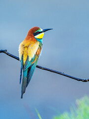 Beautiful nature scene with European bee-eater (Merops apiaster). Wildlife shot of European bee-eater (Merops apiaster) on branch. European bee-eater (Merops apiaster) in the nature habitat.