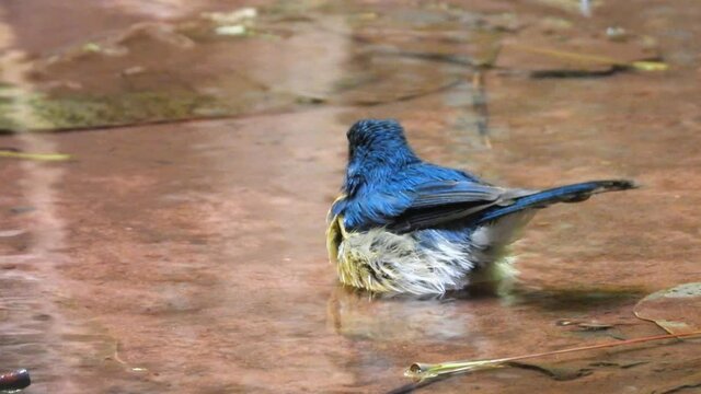 Tickell's Blue Flycatcher nature bird taking a bath.