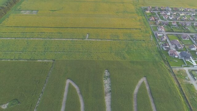 Aerial view.  National emblem of Ukraine on a corn field. 