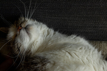 Sleepy cat