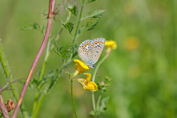 Common blue (Polyommatus icarus) on a yellow lotus blossom.
