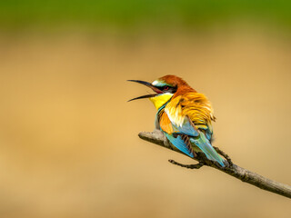 Beautiful nature scene with European bee-eater (Merops apiaster). Wildlife shot of European bee-eater (Merops apiaster) on branch. European bee-eater (Merops apiaster) in the nature habitat.