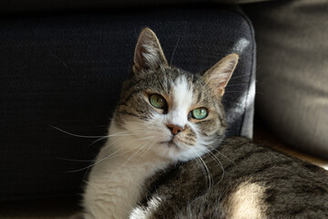 Beautiful cat with white and grey striped fur, green eyes and very wide whiskers.