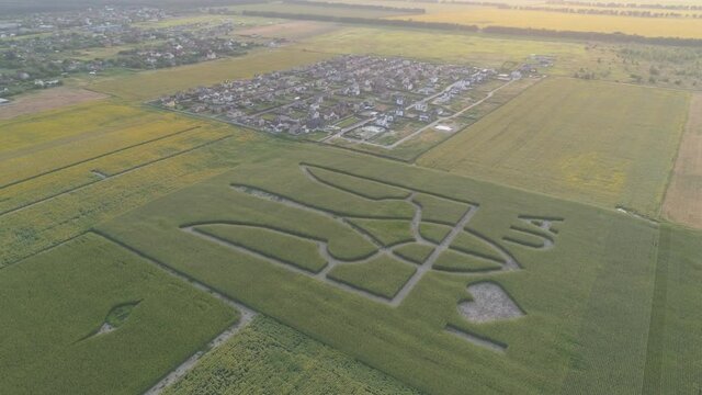 Aerial view.  National emblem of Ukraine on a corn field. 