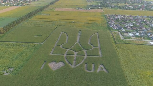 Aerial view.  National emblem of Ukraine on a corn field. 