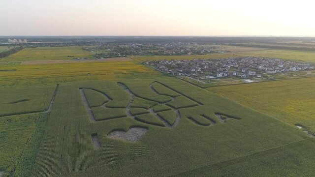 Aerial view.  National emblem of Ukraine on a corn field